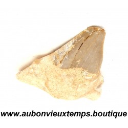 DENT REQUIN OTODUS OBLIQUUS FOSSILE - MAROC 