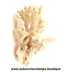 CORAIL FOSSILE 