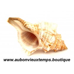 COQUILLAGE PLEUROPLOCA TRAPEZIUM