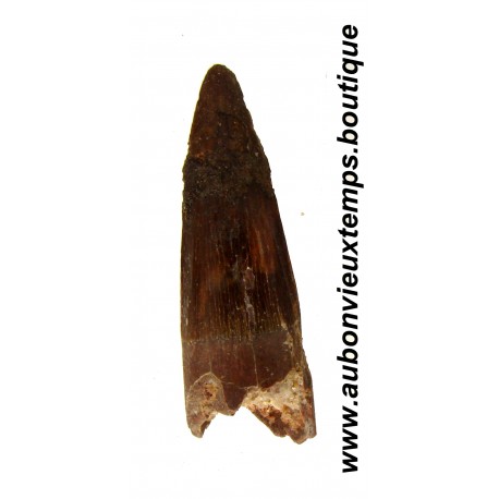 DENT PLESIOSAURIEN ZARAFASAURA OCEANIS FOSSILE - MAROC