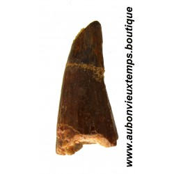 DENT PLESIOSAURIEN ZARAFASAURA OCEANIS FOSSILE - MAROC