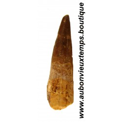 DENT PLESIOSAURIEN ZARAFASAURA OCEANIS FOSSILE - MAROC