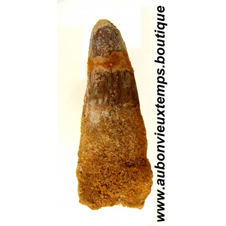 DENT PLESIOSAURIEN ZARAFASAURA OCEANIS FOSSILE - MAROC