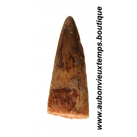 DENT PLESIOSAURIEN ZARAFASAURA OCEANIS FOSSILE - MAROC