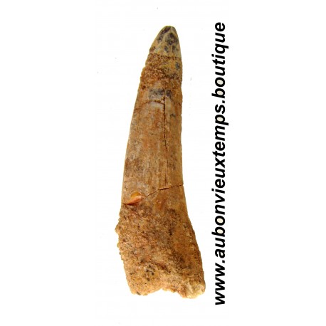 DENT PLESIOSAURIEN ZARAFASAURA OCEANIS FOSSILE - MAROC