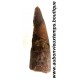 DENT PLESIOSAURIEN ZARAFASAURA OCEANIS FOSSILE - MAROC