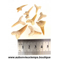 LOT de 10 DENTS de REQUIN OTODUS OBLIQUUS FOSSILE - MAROC