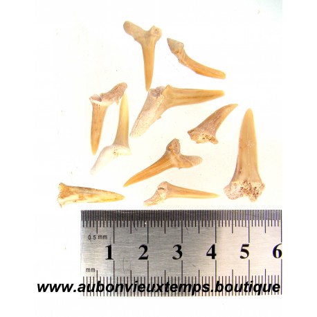 LOT de 10 DENTS de PLESIOSAURIEN ZARAFASAURA OCEANIS FOSSILE - MAROC