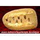 DENT REQUIN MOSASAURUS FOSSILE - MAROC