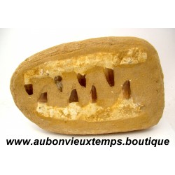 DENT REQUIN MOSASAURUS FOSSILE - MAROC
