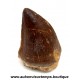 DENT REQUIN MOSASAURUS FOSSILE - MAROC