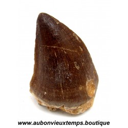 DENT REQUIN MOSASAURUS FOSSILE - MAROC