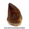 DENT REQUIN MOSASAURUS FOSSILE - MAROC