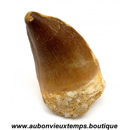 DENT REQUIN MOSASAURUS FOSSILE - MAROC