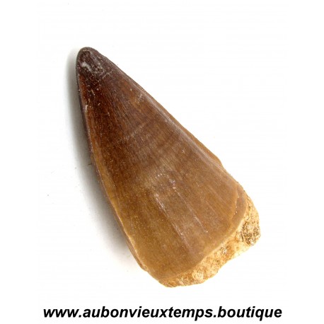DENT REQUIN MOSASAURUS FOSSILE - MAROC
