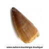 DENT REQUIN MOSASAURUS FOSSILE - MAROC