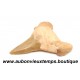 DENT REQUIN OTODUS OBLIQUUS FOSSILE - MAROC