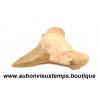 DENT REQUIN OTODUS OBLIQUUS FOSSILE - MAROC