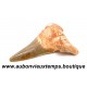 DENT REQUIN OTODUS OBLIQUUS FOSSILE - MAROC