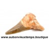 DENT REQUIN OTODUS OBLIQUUS FOSSILE - MAROC