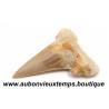 DENT REQUIN OTODUS OBLIQUUS FOSSILE - MAROC