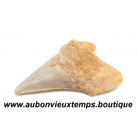 DENT REQUIN OTODUS OBLIQUUS FOSSILE - MAROC