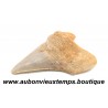 DENT REQUIN OTODUS OBLIQUUS FOSSILE - MAROC