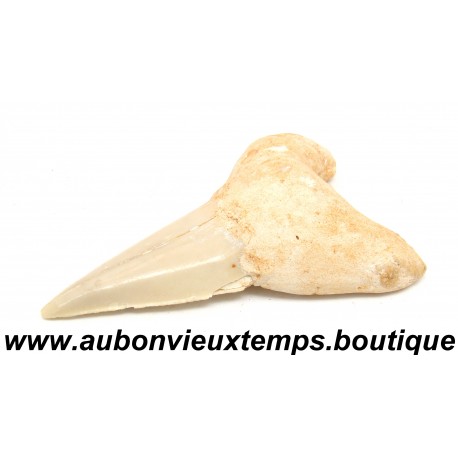 DENT REQUIN OTODUS OBLIQUUS FOSSILE - MAROC
