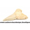 DENT REQUIN OTODUS OBLIQUUS FOSSILE - MAROC