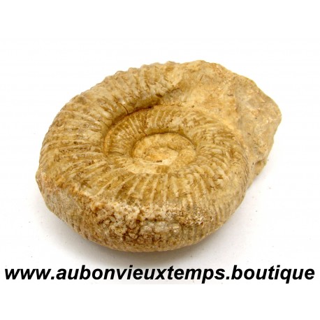 AMMONITES ou AMMONOIDEA – SOUS CLASSE FOSSILE des MOLLUSQUES CEPHALOPODES