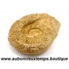 AMMONITES ou AMMONOIDEA – SOUS CLASSE FOSSILE des MOLLUSQUES CEPHALOPODES