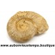 AMMONITES ou AMMONOIDEA – SOUS CLASSE FOSSILE des MOLLUSQUES CEPHALOPODES