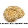AMMONITES ou AMMONOIDEA – SOUS CLASSE FOSSILE des MOLLUSQUES CEPHALOPODES