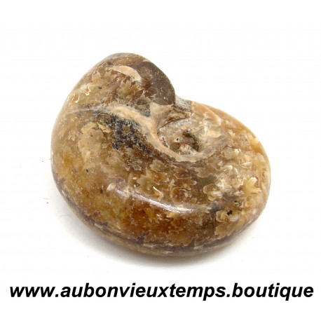 AMMONITES ou AMMONOIDEA – SOUS CLASSE FOSSILE des MOLLUSQUES CEPHALOPODES