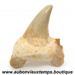 DENT REQUIN OTODUS OBLIQUUS FOSSILE - MAROC