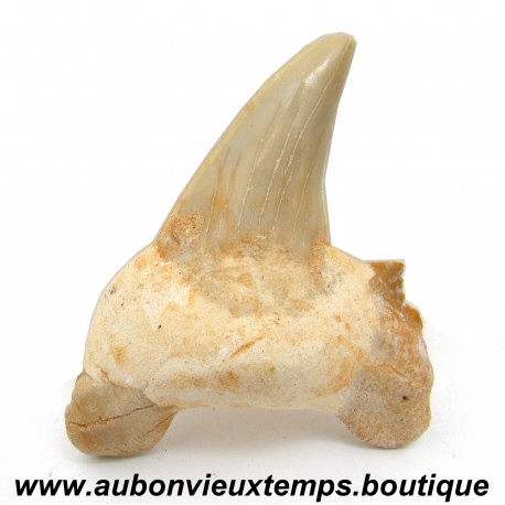 DENT REQUIN OTODUS OBLIQUUS FOSSILE - MAROC