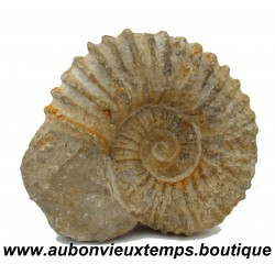 AMMONITES ou AMMONOIDEA – SOUS CLASSE FOSSILE des MOLLUSQUES CEPHALOPODES
