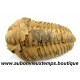 TRILOBITE FOSSILE