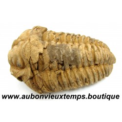 TRILOBITE FOSSILE