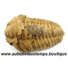TRILOBITE FOSSILE
